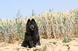 SCHIPPERKE 097